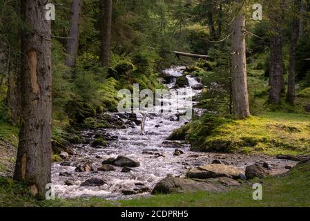 Ein schöner Bach, der durch einen Alpenwald fließt Stockfoto