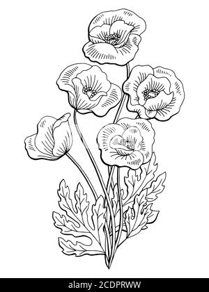 Poppy Blume Grafik schwarz weiß isoliert Bouquet Skizze Illustration Vektor Stock Vektor