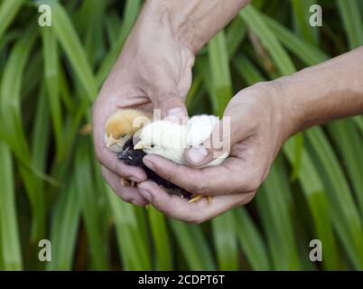 Huhn in der Hand. Die kleinen neugeborenen Küken in der Hand des Menschen Stockfoto