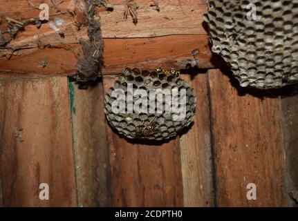 Wasp Nest mit Wespen darauf sitzt. Wespen polist. Das Nest einer Familie von Wespen, die ein Close-up genommen wird Stockfoto