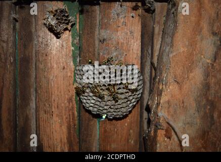 Wasp Nest mit Wespen darauf sitzt. Wespen polist. Das Nest einer Familie von Wespen, die ein Close-up genommen wird Stockfoto