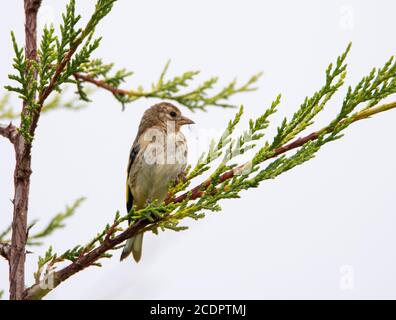 Goldfinch, Young Bird, thronte im August 2020 auf einer Zweigstelle über einem britischen Garten Stockfoto