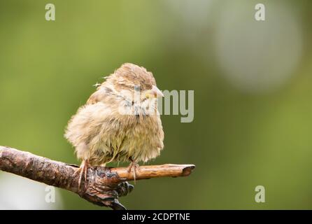 House Sparrow, Young Bird, Passer Deomesticus, thront auf einer Zweigstelle in einem britischen Garten, August 2020 Stockfoto
