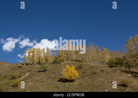 Baumblätter werden in der Herbstsaison an den Hängen im Spiti-Tal gelb - klarer Tag mit wenigen weißen Wolken. Stockfoto