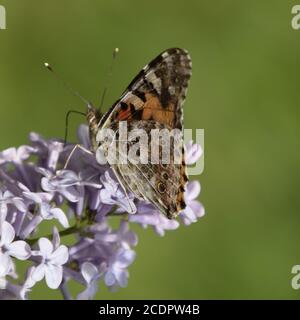 Schmetterling Ausschlag auf Flieder Farben. Schmetterlingsurtikaria. Stockfoto