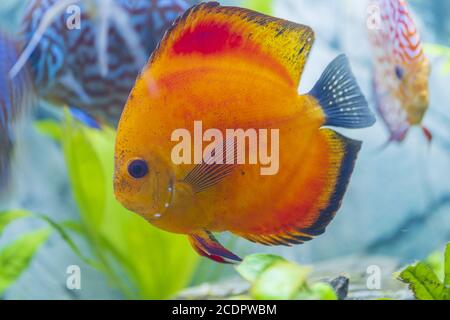 Nahaufnahme der wunderschönen roten Melone Diskus Aquarium Fische. Hobby-Konzept. Stockfoto