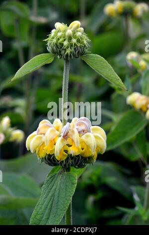 Gelb Phlomis Russeliana, (Türkisch / Jerusalem Salbei) Blumen in einer Grenze bei RHS Garden Harlow Carr, Harrogate, Yorkshire, England, Großbritannien gewachsen. Stockfoto