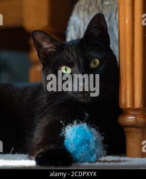 Eine hübsche schwarze Katze posiert mit einem blauen Puffball Spielzeug Stockfoto