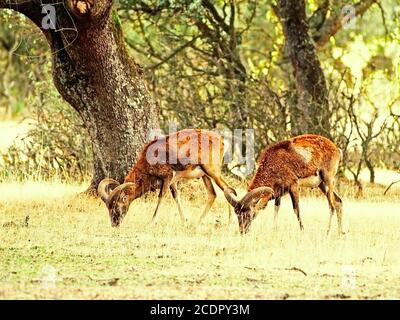 Zwei Mufflons grasen auf einem spanischen Wald Stockfoto