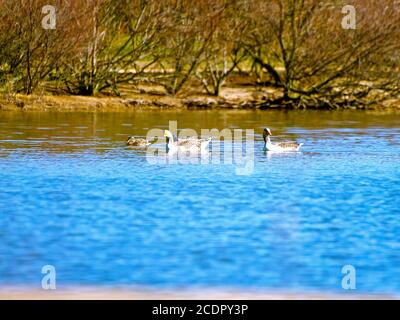 Familie Geeses auf einem See Stockfoto