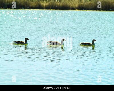 Familie Geeses auf einem See Stockfoto