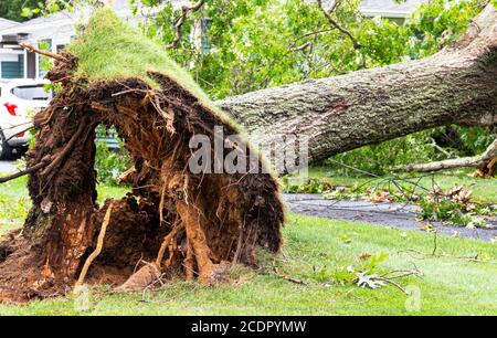 Nahaufnahme des Baumbodens, der während eines typischen Sturms mit den Wurzeln hoch in der Luft überwehte. Stockfoto