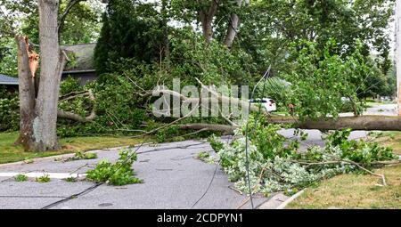 Nach dem tropischen Sturm Isaias auf Long Island New York stürzte das Hotel über Bäume und Elektrodrähte, die über einer Wohnstraße lagen. Stockfoto