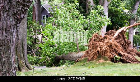 Ein Baum wird während des tropischen Sturms Isaias niedergeblasen, der Strom- und Kabeldrähte niederschlägt und das Babylon Village New York lawn.in zerreißt. Stockfoto