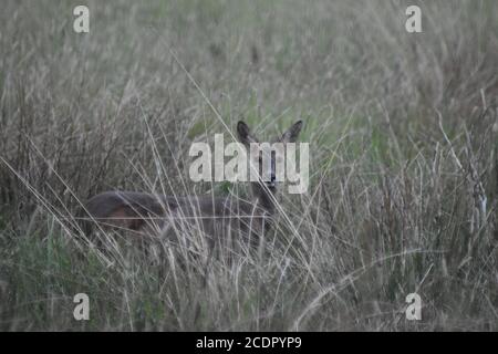 Reh Hirsch versteckt sich im Gras Stockfoto