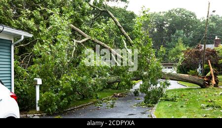 Baum von Nachbarn Eigentum fällt während tropischen Sturm Isaias Landung auf dem Haus, Abdeckung Auffahrt und klopft Stromleitungen. Stockfoto