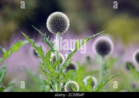 Echinops exaltatus (Tall Globethistle) in einer Grenze bei RHS Garden Harlow Carr, Harrogate, Yorkshire, England, UK angebaut. Stockfoto