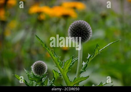 Echinops exaltatus (Tall Globethistle) in einer Grenze bei RHS Garden Harlow Carr, Harrogate, Yorkshire, England, UK angebaut. Stockfoto