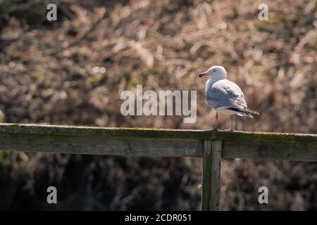 Heringsmöwe (Larus argentatus) auf altem Holzgeländer sitzend. Stockfoto