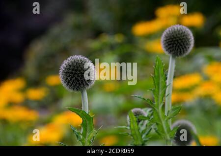 Echinops exaltatus (Tall Globethistle) in einer Grenze bei RHS Garden Harlow Carr, Harrogate, Yorkshire, England, UK angebaut. Stockfoto