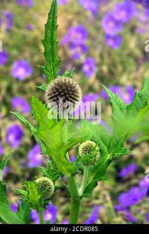 Echinops exaltatus (Tall Globethistle) in einer Grenze bei RHS Garden Harlow Carr, Harrogate, Yorkshire, England, UK angebaut. Stockfoto