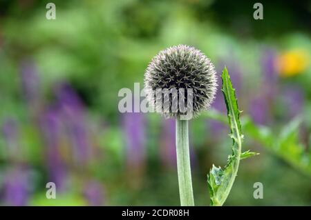 Echinops exaltatus (Tall Globethistle) in einer Grenze bei RHS Garden Harlow Carr, Harrogate, Yorkshire, England, UK angebaut. Stockfoto