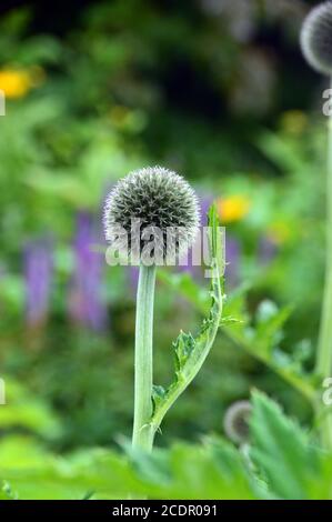 Echinops exaltatus (Tall Globethistle) in einer Grenze bei RHS Garden Harlow Carr, Harrogate, Yorkshire, England, UK angebaut. Stockfoto