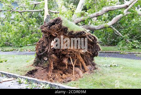 Der Boden eines Baumes mit seinen Wurzeln freigelegt, die aus dem Wind eines Tropica Sturm auf Long Island New York gefallen ist. Stockfoto