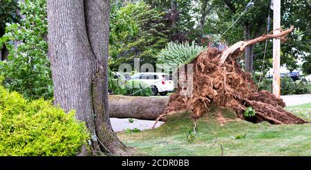 Ein Baum, der während des tropischen Sturms Isaias über eine Straße hinübergeweht wurde und in dem Drähte verwickelt und zerstört wurden. Stockfoto