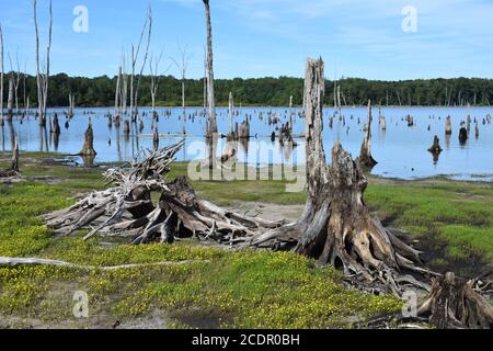 Tote Bäume mit freiliegenden Wurzelsystemen säumen den Manasquan Reservoir See in Howell, New Jersey -05 Stockfoto
