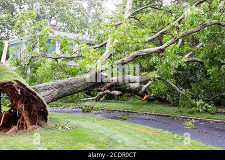 Ein Nachbarbaum wird durch den tropischen Sturm Isaias auf ein Haus heruntergeblasen und über die Auffahrt auch die Stromleitungen heruntergefahren. Stockfoto