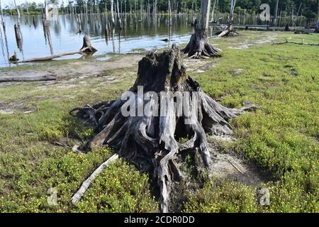 Tote Bäume mit freiliegenden Wurzelsystemen säumen den Manasquan Reservoir See in Howell, New Jersey -07 Stockfoto