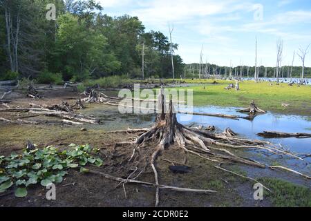 Tote Bäume mit freiliegenden Wurzelsystemen säumen den Manasquan Reservoir See in Howell, New Jersey -08 Stockfoto