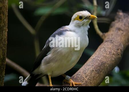 Graurückige Myna (Acridotheres tricolor) ist eine Art von Starling in der Familie Sturnidae. Sie ist endemisch im Südosten Indonesiens. Stockfoto