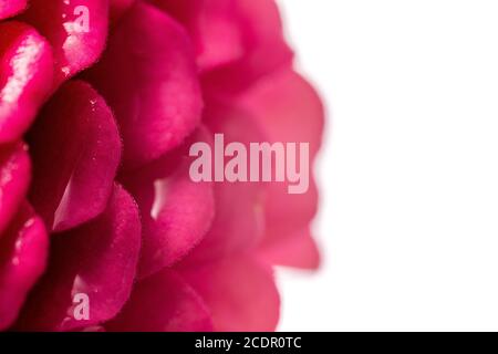 Violett rosa Magenta Zinnia Blume isoliert auf weißem Hintergrund Stockfoto