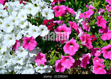 Hintergrund der blühenden roten und weißen Petunia Surfinia Blumen Stockfoto