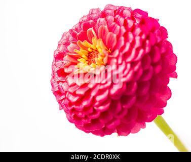 Violett rosa Magenta Zinnia Blume isoliert auf weißem Hintergrund Stockfoto