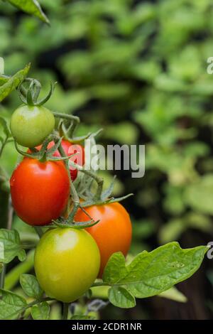 Rote, grüne und orangefarbene Tomaten hängen an einer Weinpflanze in unterschiedlichen Reifegraden mit Kopierraum Stockfoto