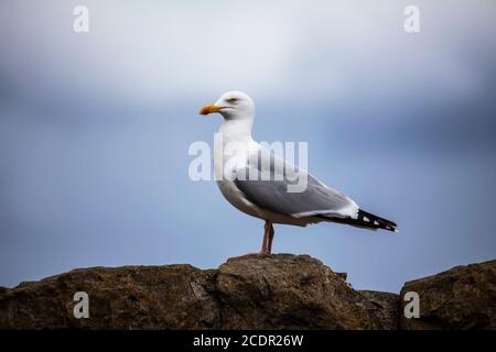 Heringsmöwe Larus argentatus im Profil auf einer Kalksteinwand auf einem Küstenweg in Llandudno, Nordwales Stockfoto