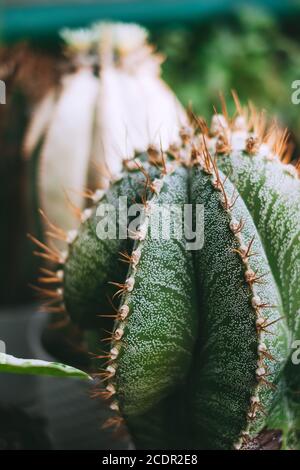 Astrophytum ornatum Kaktuspflanze im Garten, Nahaufnahme Stockfoto