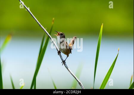 Nahaufnahme eines Marschwrens, der auf einer Rohrschweine thront und singt Sein Herz aus dem Sumpf Stockfoto