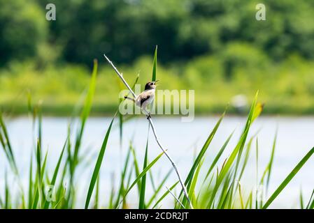 Marsh Wren singen, auf einem Sattel unter dem Schilf mit dem Sumpf im Hintergrund thront Stockfoto