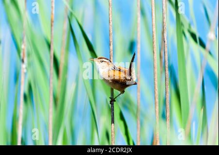 Marsh Wren thront auf einem Rohrschwanz in der Mitte von Ein Haufen Sumpfreben Stockfoto