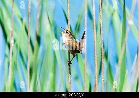 Nahaufnahme eines Marsches Wren thront im Schilf und singt sein Herz heraus. Stockfoto