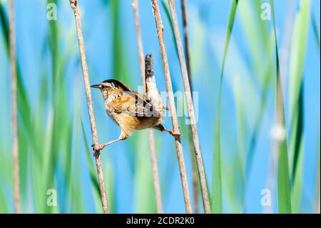 Blick von hinten ein Marsh Wren hält fest in Zwischen zwei Sumpf Schilf Stockfoto