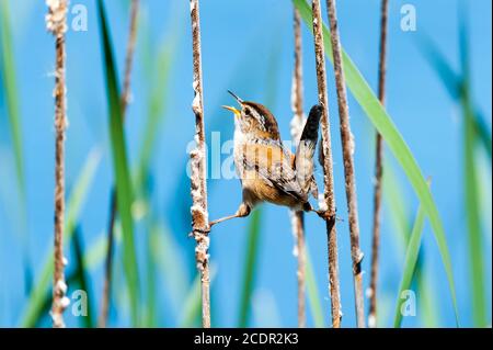 Nahaufnahme eines Marsches Wren hält sich zwischen zwei Schilf und singt sein Herz heraus. Stockfoto