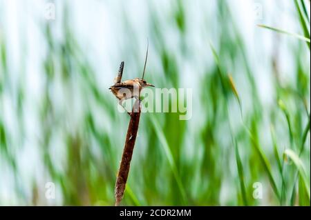 Blick von hinten auf einen Marsh Wren, der auf dem Hügel thront Ein Rohrschwanz an einem Sumpf Stockfoto