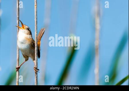 Nahaufnahme eines Marsches Wren hält sich zwischen zwei Schilf, schaut nach oben und singt sein Herz heraus. Stockfoto