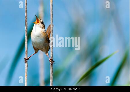 Nahaufnahme eines Marsches Wren hält sich zwischen zwei Schilf, schaut nach oben und singt sein Herz heraus. Stockfoto