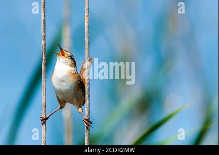 Nahaufnahme eines Marsches Wren hält sich zwischen zwei Schilf, schaut nach oben und singt sein Herz heraus. Stockfoto